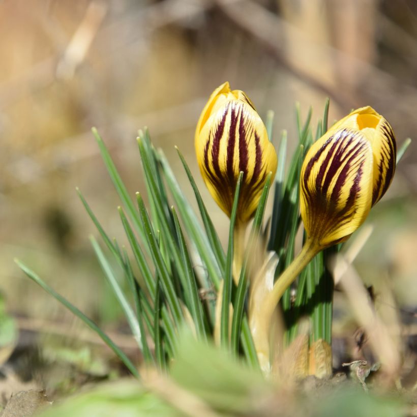 Crocus chrysanthus Gipsy Girl (Hábito)