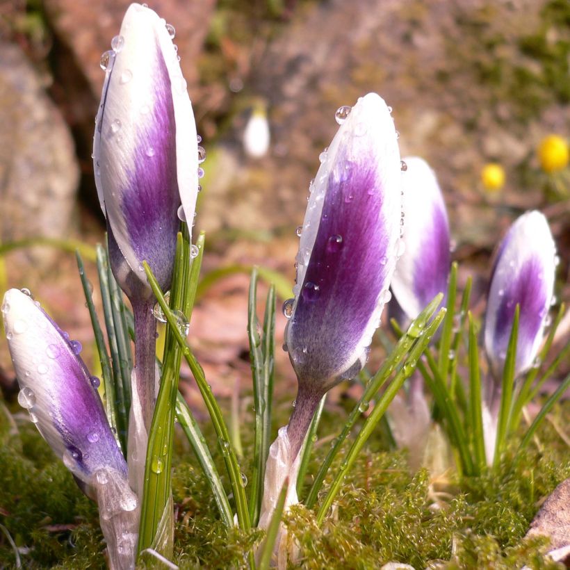 Crocus chrysanthus Ladykiller (Hábito)