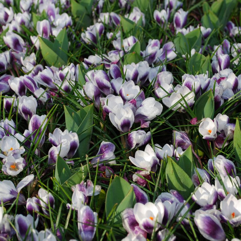 Açafrão-da-primavera Prins Claus - Crocus vernus (Hábito)