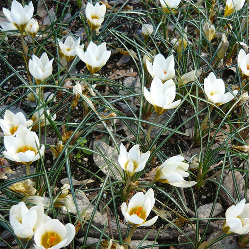 Crocus chrysanthus Snowbunting (Floração)