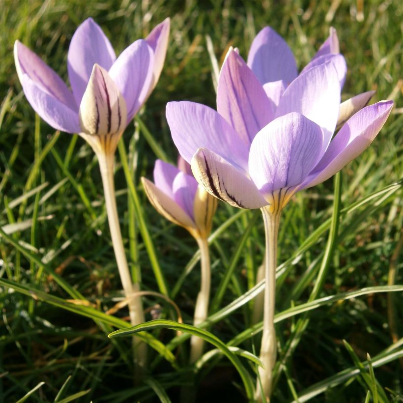 Crocus imperati De Jager (Floração)