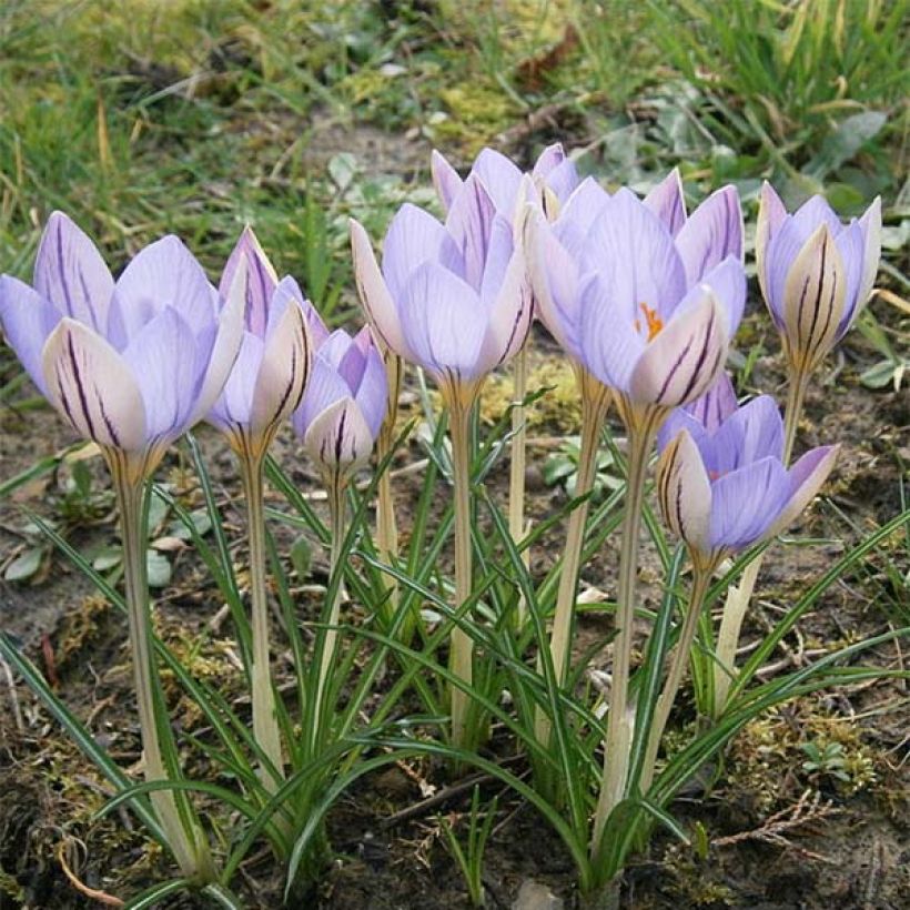 Crocus imperati De Jager (Hábito)