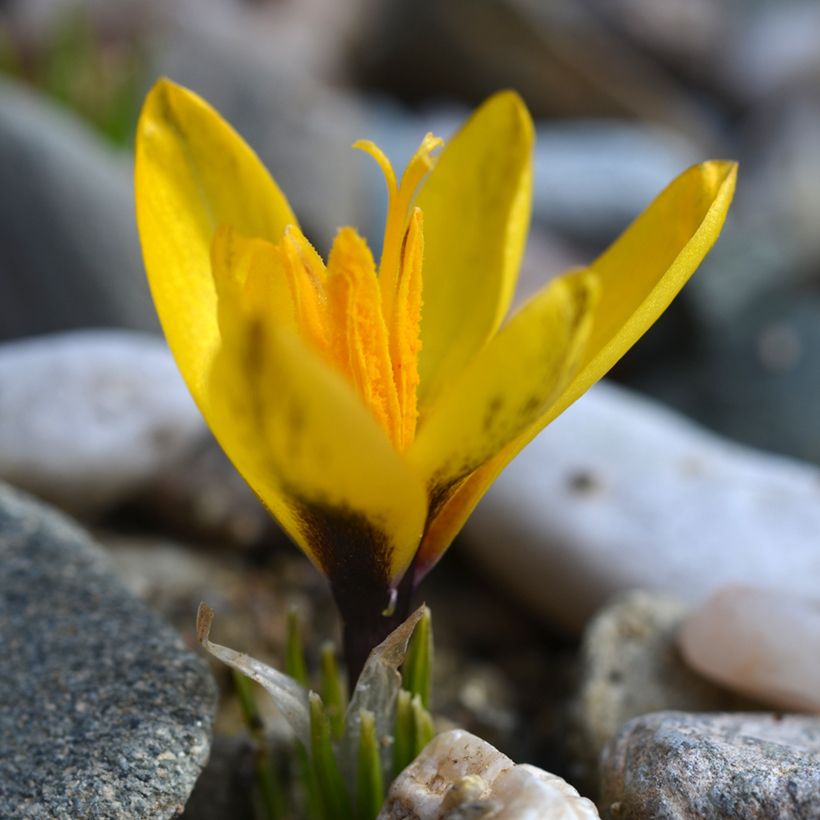 Crocus korolkowii (Hábito)