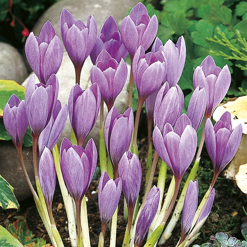 Crocus ligusticus (Hábito)