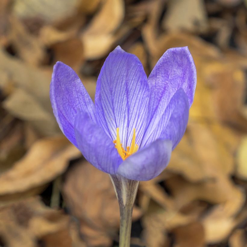 Crocus ligusticus (Floração)