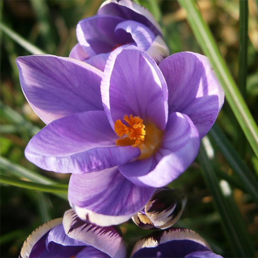 Crocus minimus (Floração)