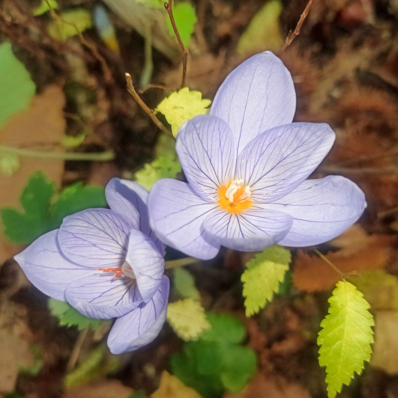 Crocus pulchellus (Floração)