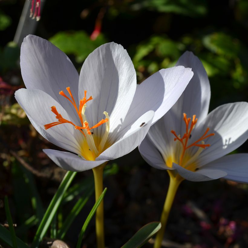 Crocus pulchellus Zephyr (Floração)
