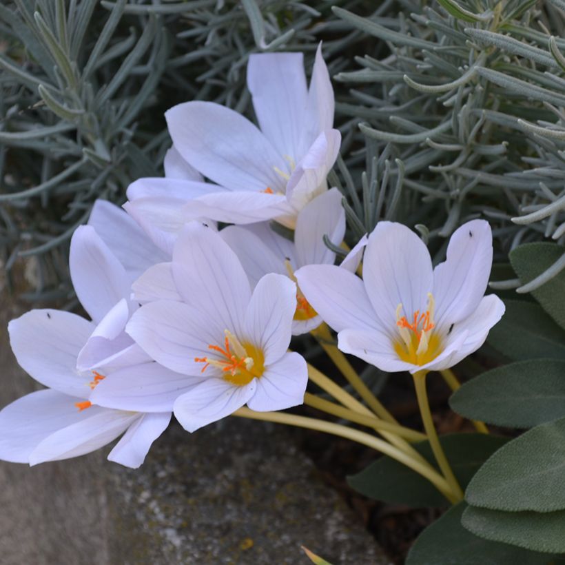 Crocus pulchellus Zephyr (Hábito)