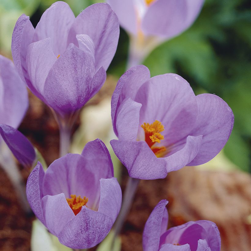 Açafrão-bravo  - Crocus serotinus subsp. salzmannii (Floração)