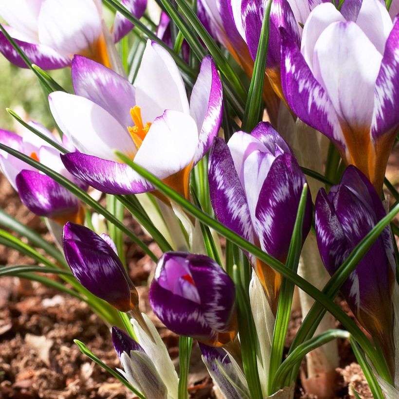 Crocus sieberi Hubert Edelstein (Floração)