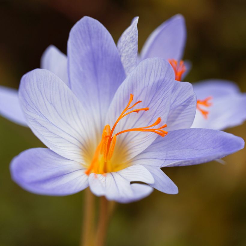 Crocus speciosus Aitchisonii (Floração)
