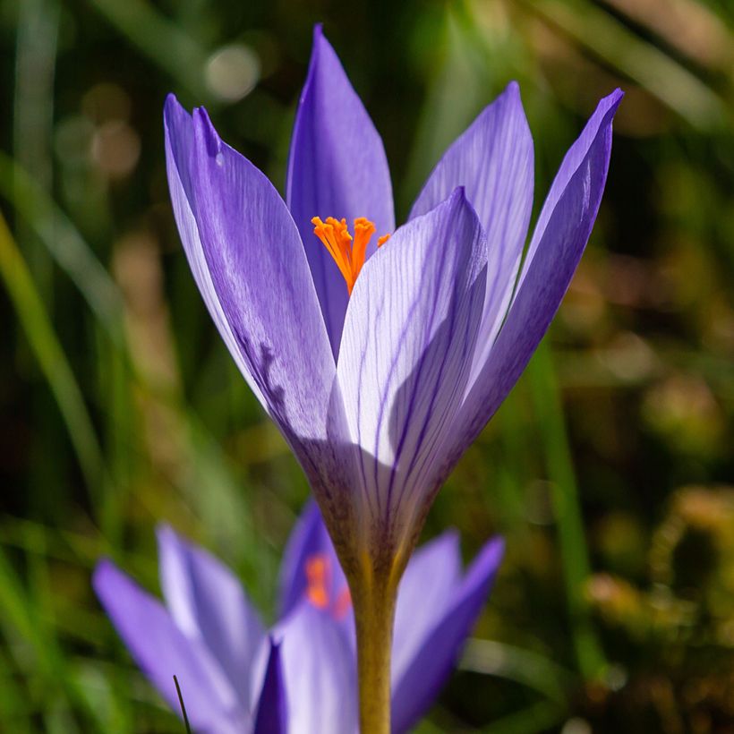 Crocus speciosus Artabir (Floração)