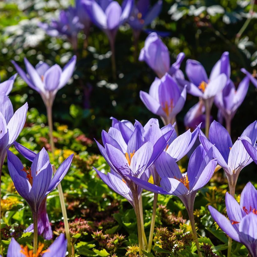 Crocus speciosus Artabir (Hábito)