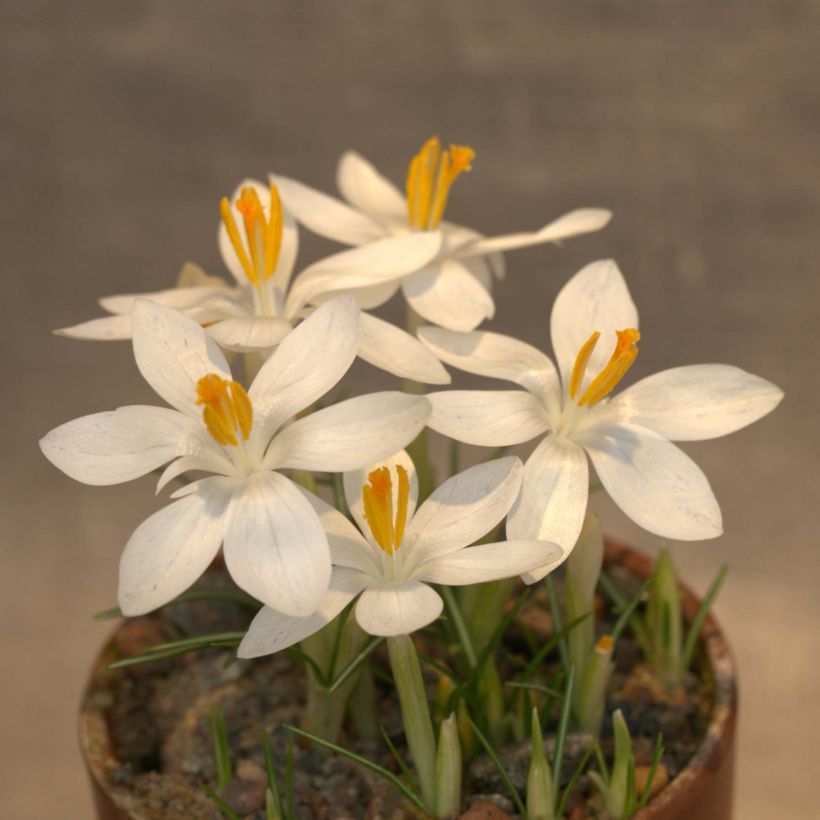 Crocus tommasinianus Albus (Floração)