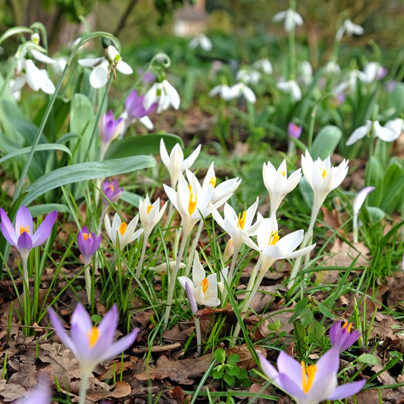Crocus tommasinianus Albus (Hábito)