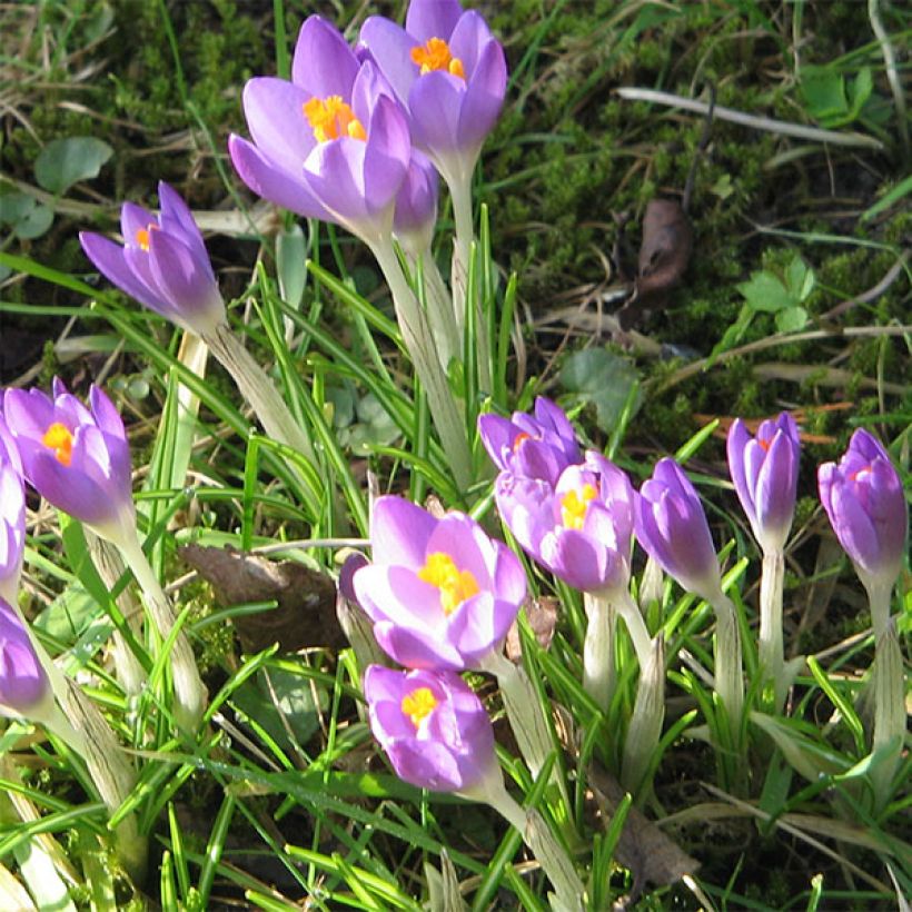 Crocus tommasinianus Barrs Purple (Floração)