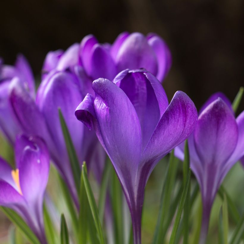 Crocus tommasinianus Blue Ocean (Floração)