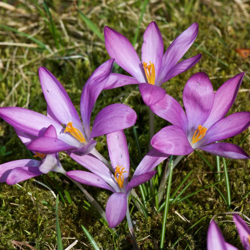 Crocus tommasinianus Roseus (Hábito)