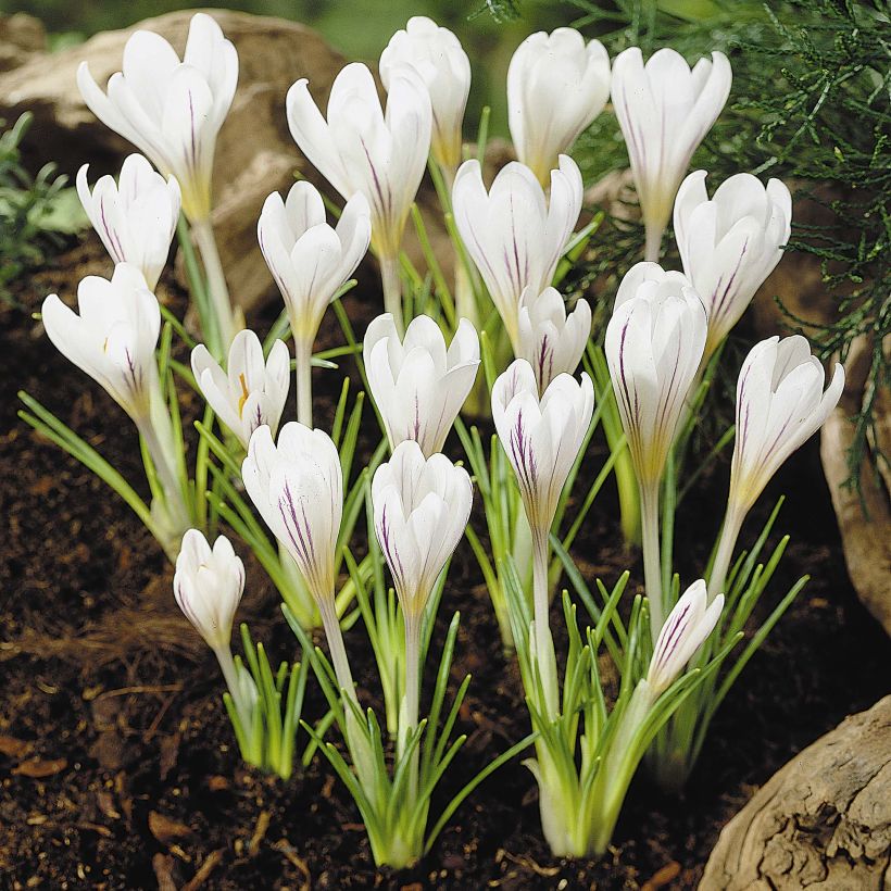 Crocus versicolor Picturatus (Floração)