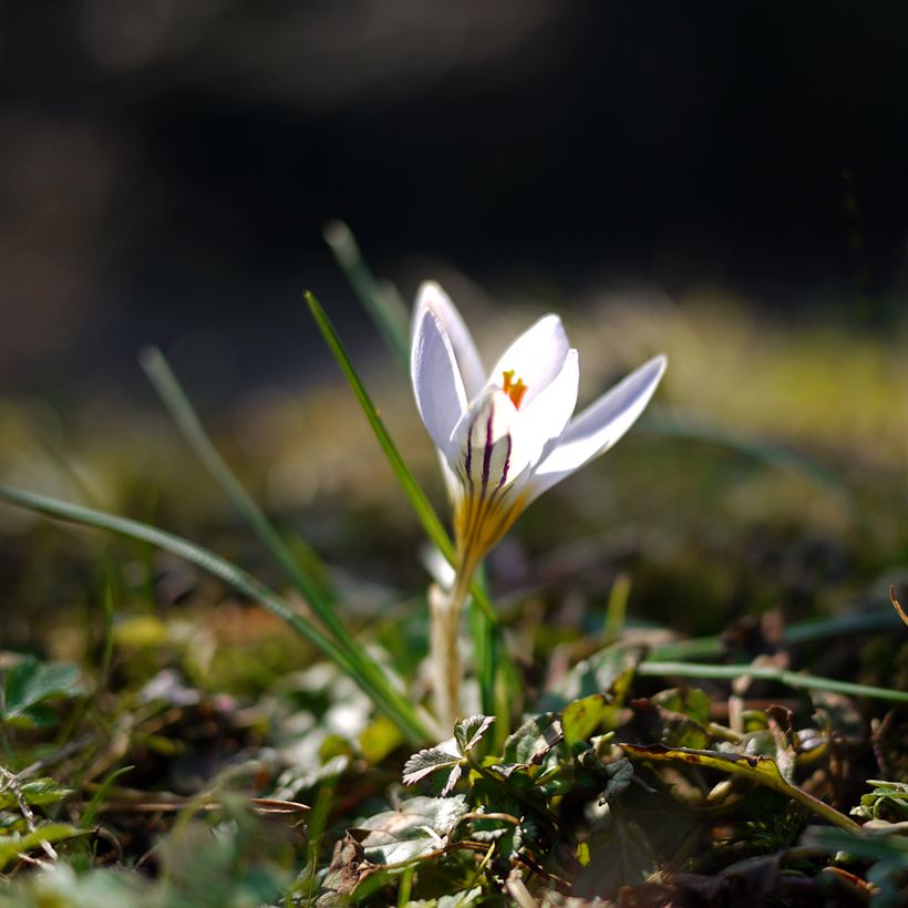 Crocus versicolor Picturatus (Hábito)
