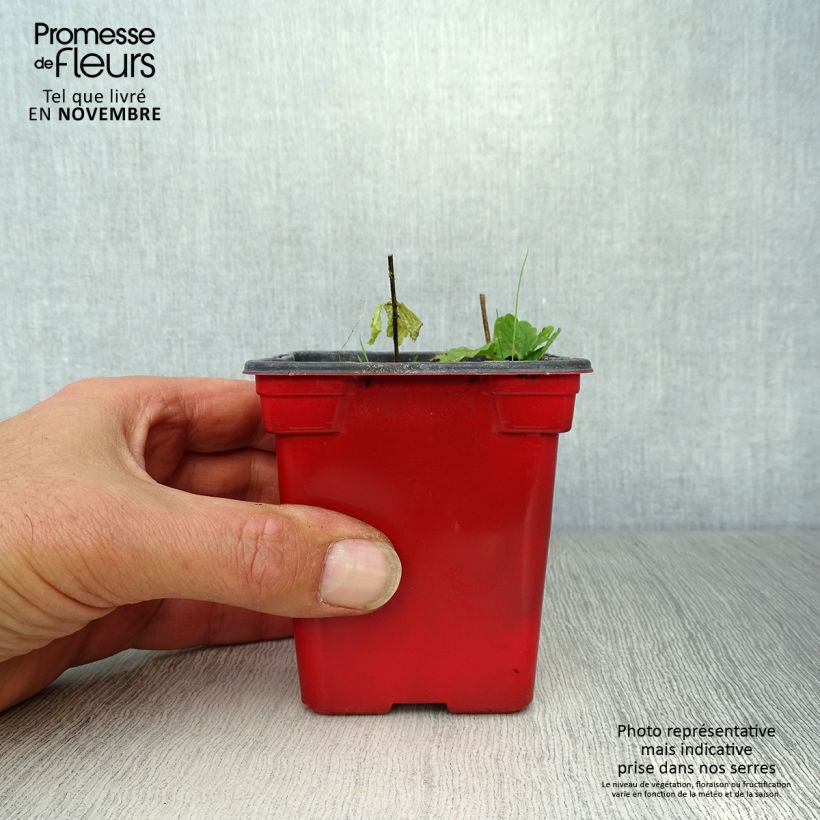 Amostra de Crosne do Japão Bio - Vaso Vaso de 8/9 cm tal como entregue no outono