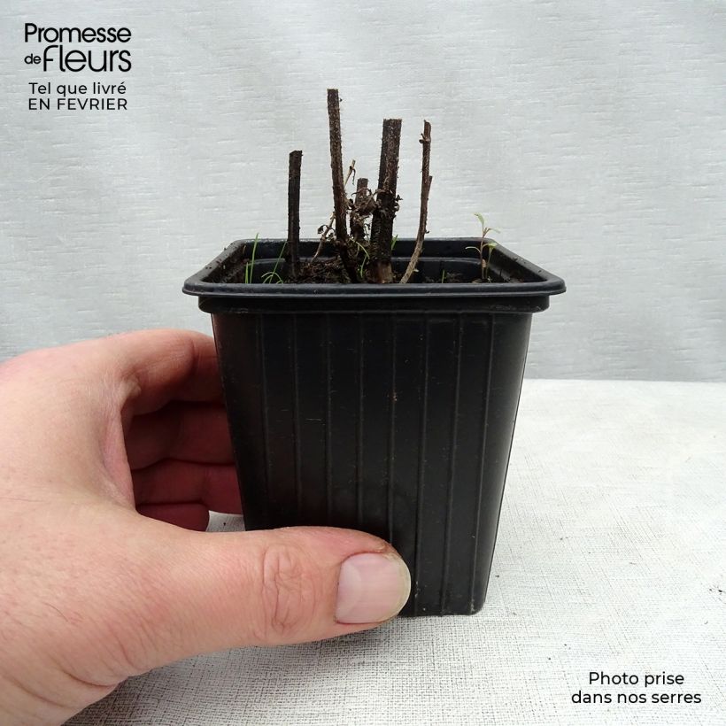 Amostra de Crosnes - Crosne du Japon BIO - godet Godet de 8/9 cm tal como entregue no inverno