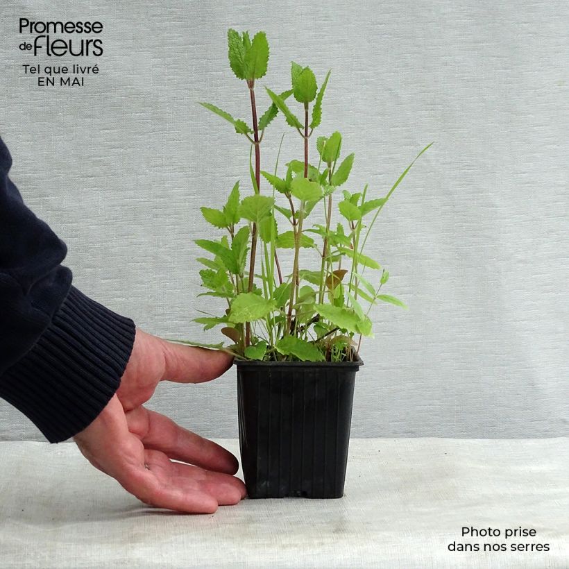 Amostra de Crosne do Japão Bio - Vaso Vaso de 8/9 cm tal como entregue na primavera