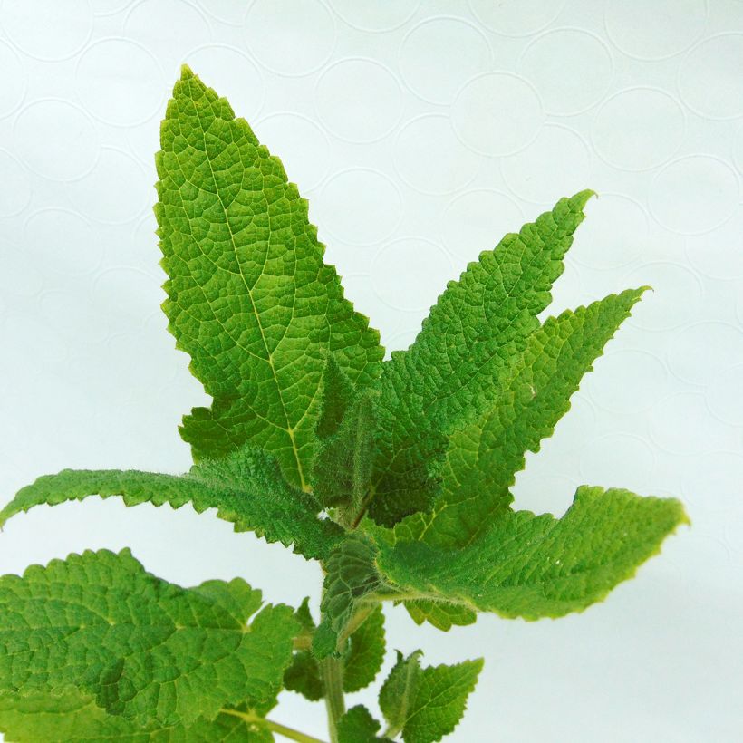 Crosne do Japão Bio - Vaso (Folhagem)