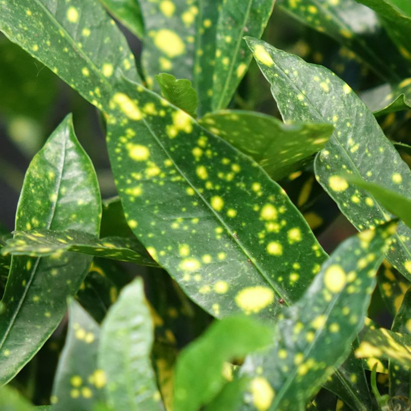 Cróton Aucubaefolia - Codiaeum variegatum var. pictum (Folhagem)