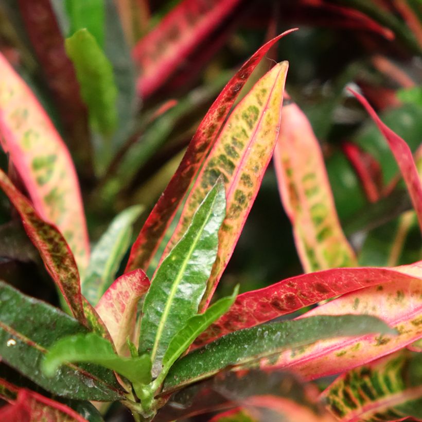Cróton variegatum Excurrens - Codiaeum (Folhagem)