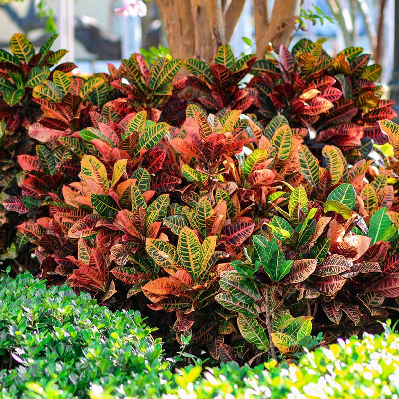 Cróton Petra - Codiaeum variegatum var. pictum (Hábito)