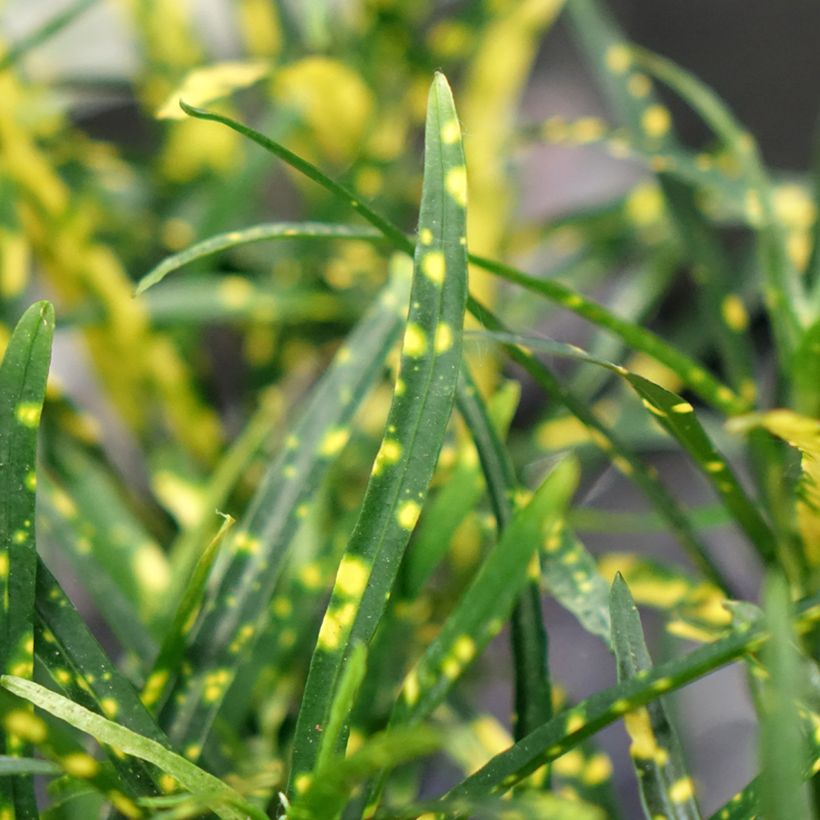 Cróton Pictum - Codiaeum variegatum var. pictum (Folhagem)
