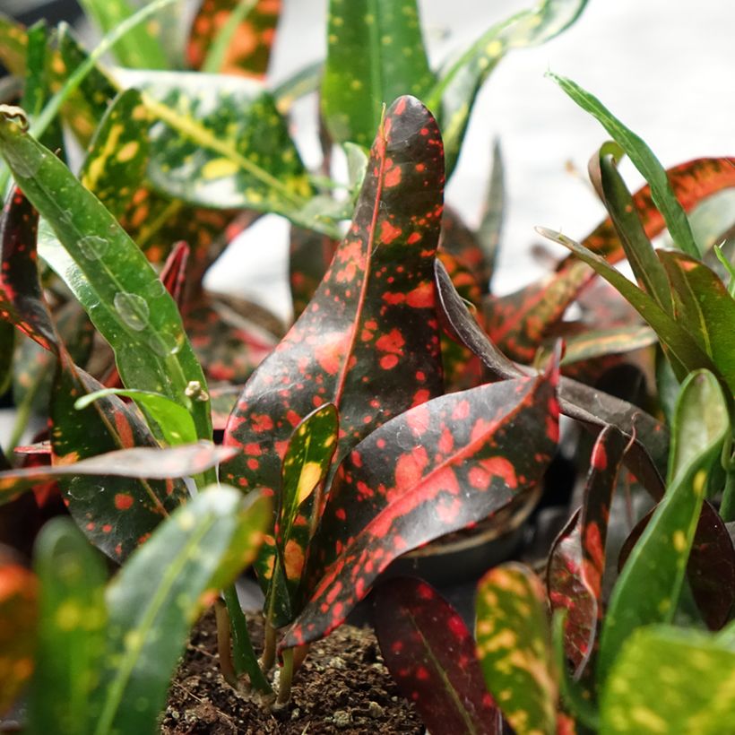 Cróton Red Batik - Codiaeum variegatum (Folhagem)