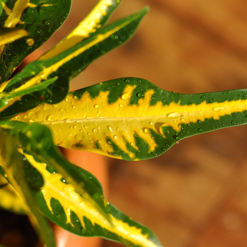 Cróton Moar Yellow - Codiaeum (Folhagem)