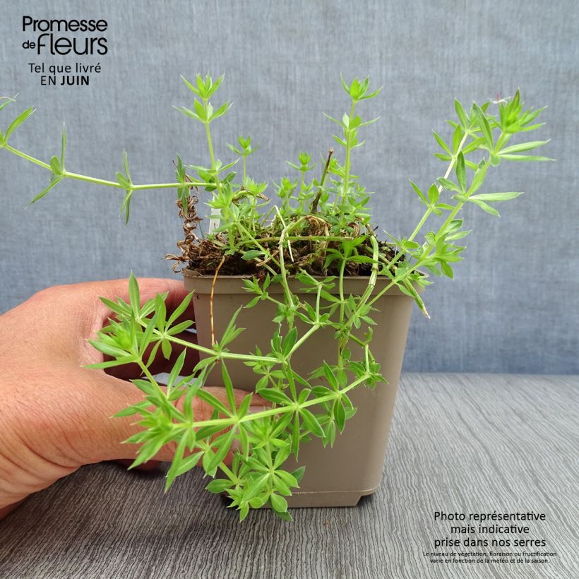 Amostra de Phuopsis stylosa Vaso de 8/9 cm tal como entregue no verão