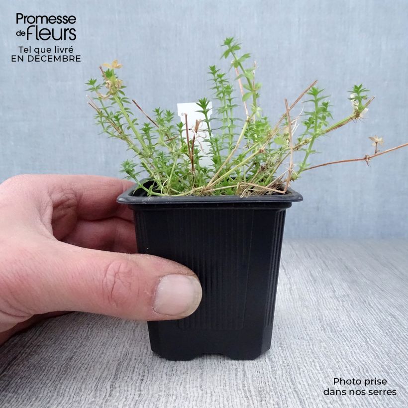 Amostra de Phuopsis stylosa Vaso de 8/9 cm tal como entregue no inverno