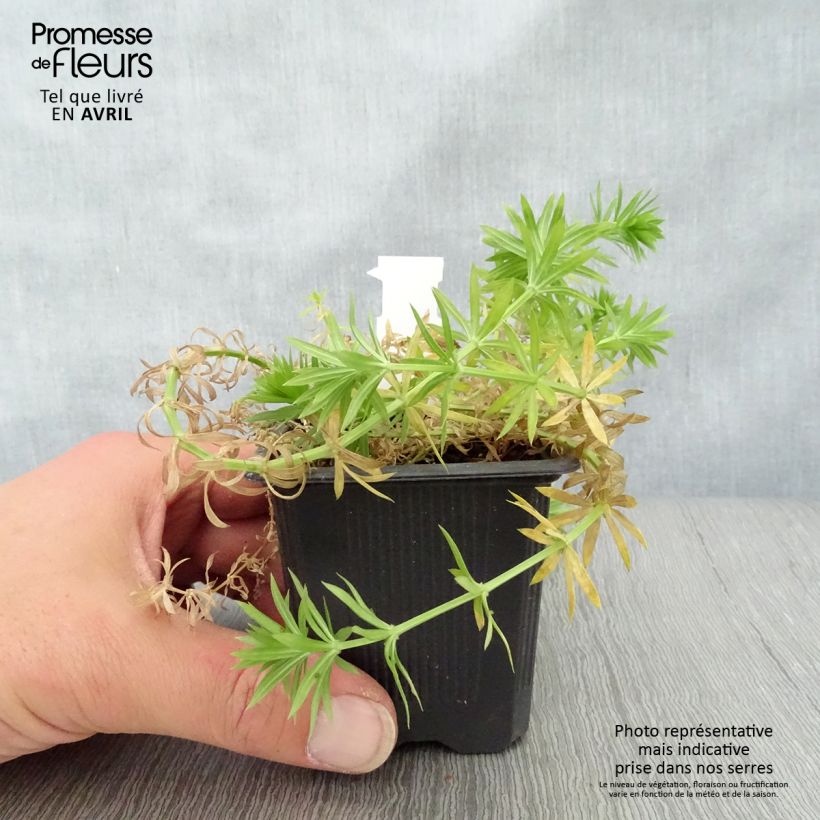 Amostra de Phuopsis stylosa Vaso de 8/9 cm tal como entregue na primavera