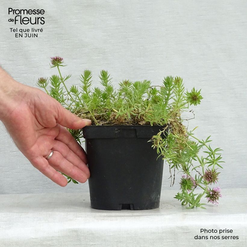 Amostra de Phuopsis stylosa Vaso de 2 L/3 L tal como entregue no verão