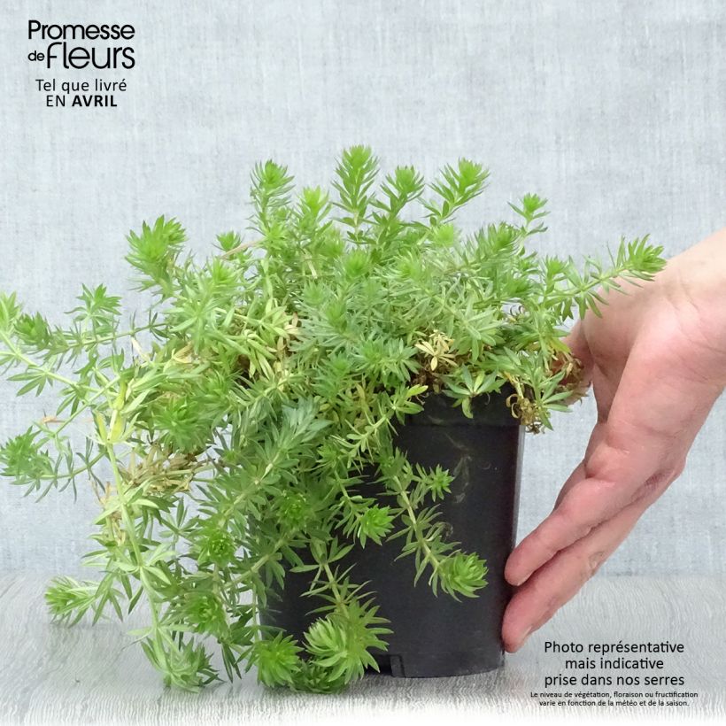 Amostra de Phuopsis stylosa Vaso de 2 L/3 L tal como entregue na primavera