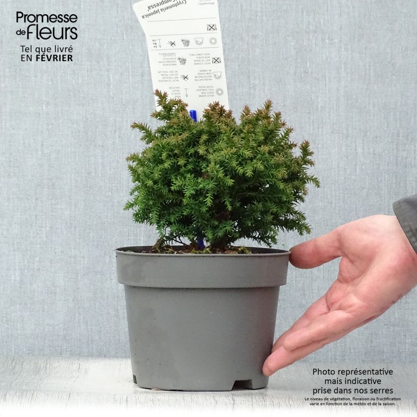 Amostra de Cryptomeria japonica Compressa Vaso de 2 L/3 L tal como entregue no inverno