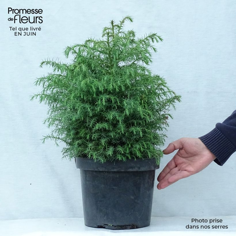 Amostra de Criptoméria Elegans Viridis Vaso de 7,5 L/10 L tal como entregue no verão