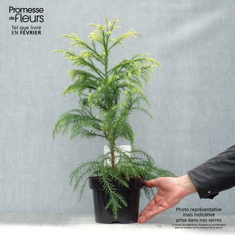 Amostra de Cryptomeria japonica Sekkan Sugi Vaso de 2 L/3 L tal como entregue no inverno