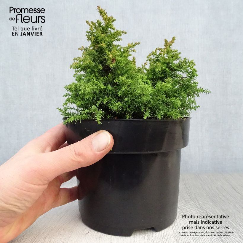 Amostra de Cryptomeria japonica Twinkle Toes Vaso de 2 L/3 L tal como entregue no inverno