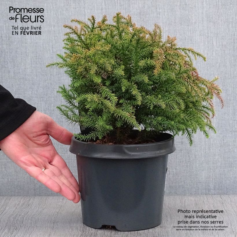 Amostra de Cryptomeria japonica Vilmorin Gold Vaso de 2 L/3 L tal como entregue no inverno
