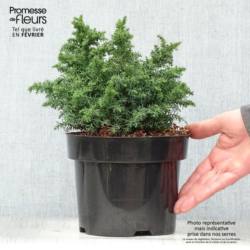 Amostra de Cryptomeria japonica Yokohama Vaso de 2 L/3 L tal como entregue no inverno