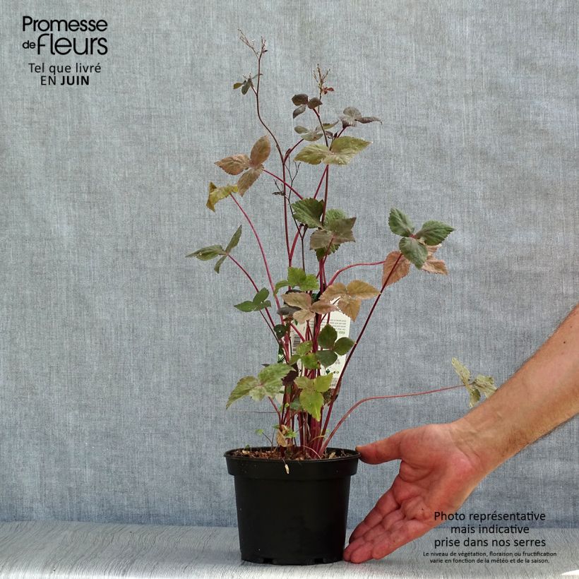 Amostra de Cryptotaenia japonica f. atropurpurea Vaso de 1,5 L/2 L tal como entregue no verão