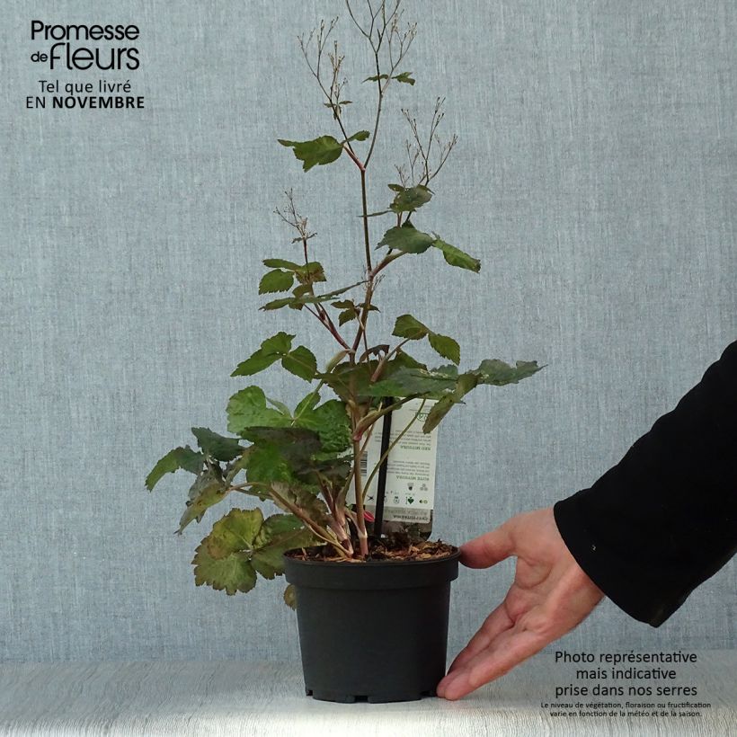 Amostra de Cryptotaenia japonica f. atropurpurea Vaso de 1,5 L/2 L tal como entregue no outono