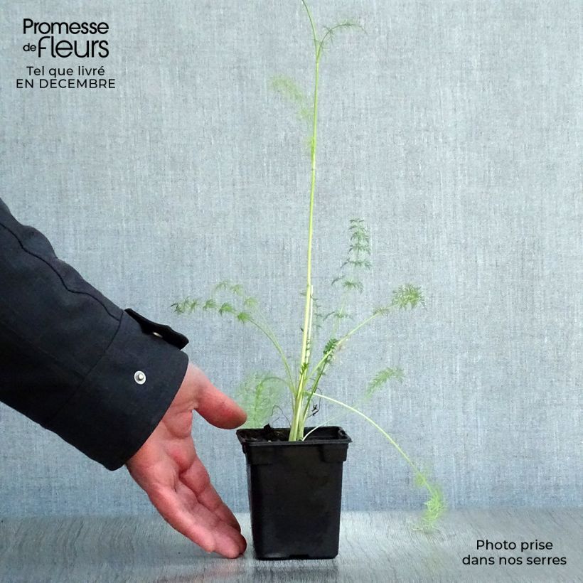 Amostra de Cumin des prés ou Carvi BIO Godet de 8/9 cm tal como entregue no inverno