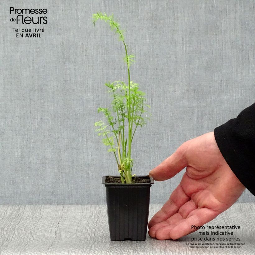 Amostra de Alcaravia Bio Vaso de 8/9 cm tal como entregue na primavera